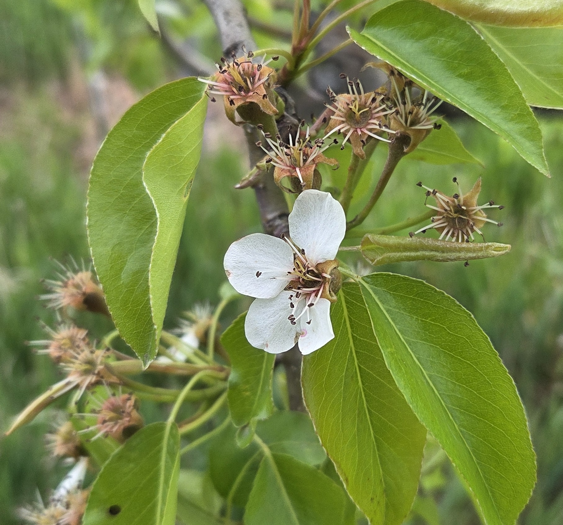 20250506_pear_Mike Reinke.jpg